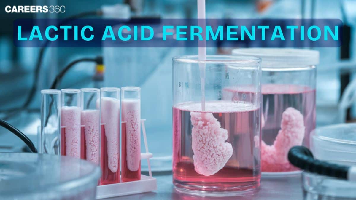 Lactic Acid Fermentation: Products, Equation, Examples